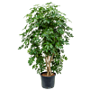 Schefflera arboricola 'Compacta'