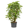 Schefflera arboricola 'Compacta'