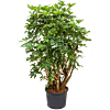 Schefflera arboricola 'Compacta'