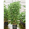 Schefflera arboricola 'Compacta'