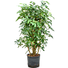 Schefflera arboricola 'Compacta'