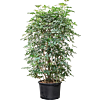 Schefflera arboricola 'Compacta'