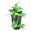 Scindapsus (Epipremnum) 'Aureum'
