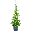 Scindapsus (Epipremnum) 'Aureum'