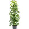 Schefflera arboricola 'Gold Capella'