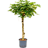 Schefflera arboricola 'Gold Capella'