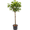 Schefflera arboricola 'Gold Capella'