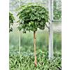 Schefflera arboricola 'Gold Capella'