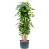 Schefflera arboricola 'Gold Capella'