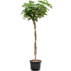Schefflera arboricola 'Gold Capella'