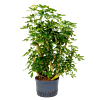 Schefflera arboricola 'Gold Capella'