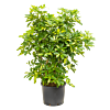 Schefflera arboricola 'Gold Capella'
