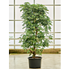 Schefflera arboricola 'Gold Capella'