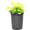 Scindapsus (Epipremnum) 'Golden pothos'