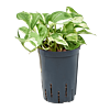 Scindapsus (Epipremnum) 'Happy Leaf'