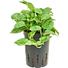 Scindapsus (Epipremnum) 'Maluja Green'