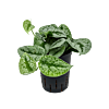 Scindapsus pictus 'Trebie'