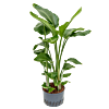 Strelitzia nicolai