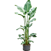 Strelitzia nicolai