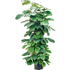 Tetrastigma voinierianum