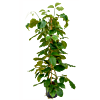 Tetrastigma voinierianum