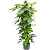 Tetrastigma voinierianum