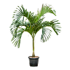 Veitchia (Adonidia) merrillii
