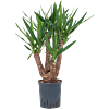 Yucca elephantipes