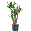 Yucca elephantipes