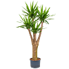 Yucca elephantipes