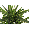 Yucca elephantipes 'Puck'