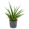 Sansevieria kirkii 'Fernwood'
