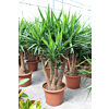 Yucca elephantipes