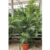 Areca