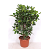 Ficus Cyathistipula