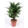 Dracaena Janet Lind
