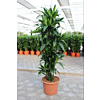 Dracaena Janet Craig
