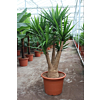 Yucca elephantipes