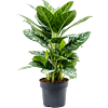 Aglaonema 'Amazon Silver'