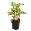 Aglaonema 'Coco Melon'