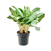 Aglaonema 'Horizon'