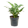 Aglaonema 'Maria'