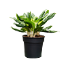 Aglaonema 'Madonna'