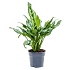 Aglaonema 'Miss Julliette'
