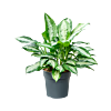 Aglaonema 'Pattaya beauty'