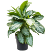 Aglaonema silver bay sterke kantoorplant