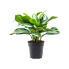 Aglaonema 'Silver Bay'