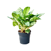 Aglaonema 'Soems Up'