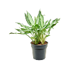 Aglaonema white lance, kantoorplanten top 10