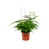 Asparagus setaceus plumosus